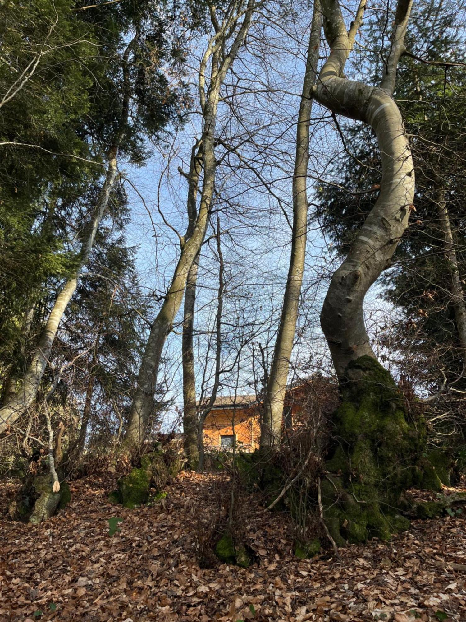 Chalet Au Coeur Des Bois *